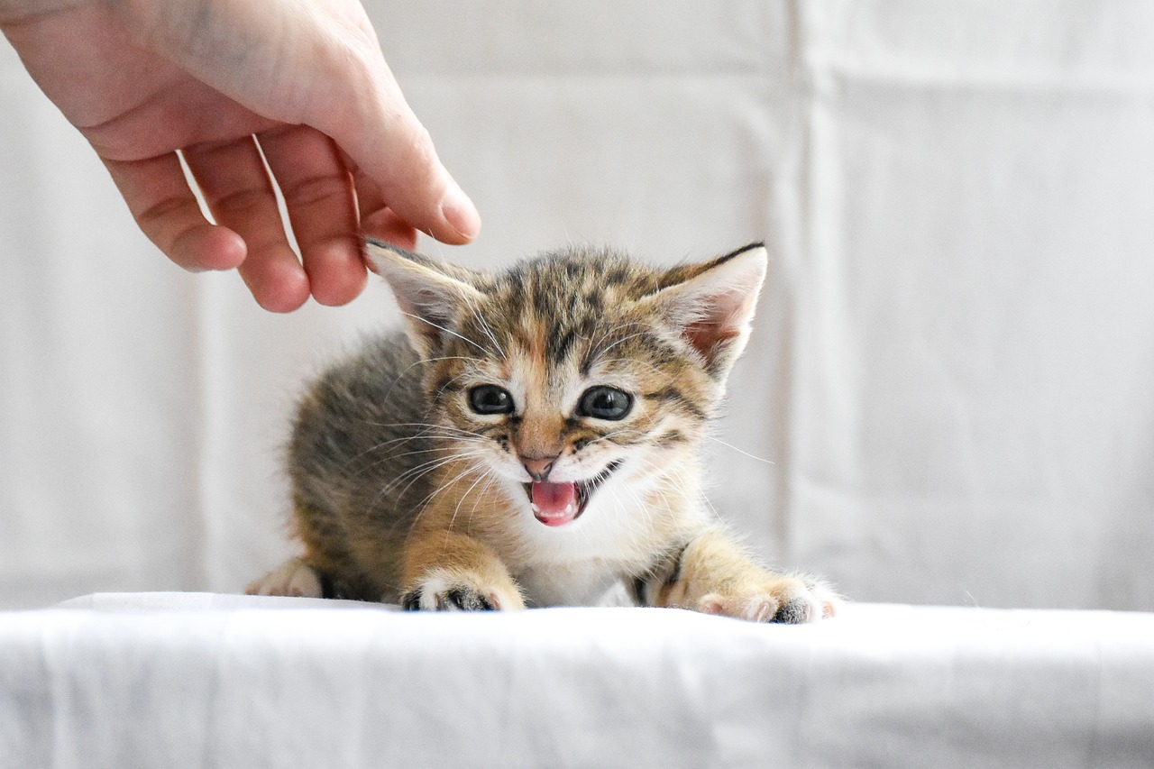 The Unique Features of the Somali Cat